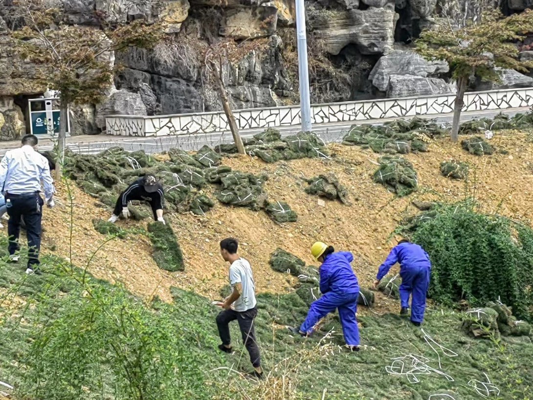 开云app官方在线入口（筹）教职工投身校园绿化建设