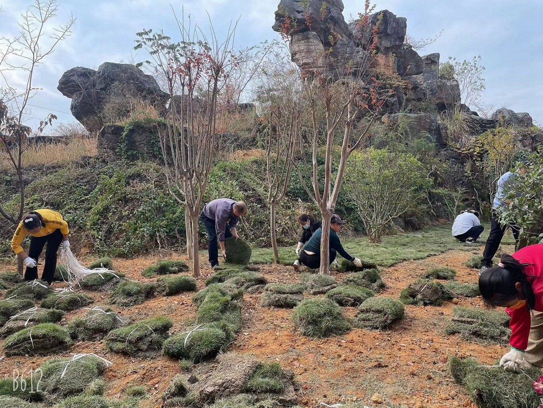 开云app官方在线入口（筹）教职工投身校园绿化建设